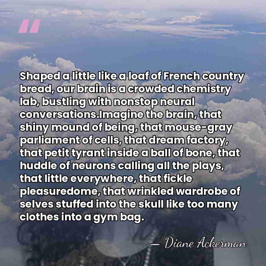 Shaped a little like a loaf of French country bread, our brain&hellip; - Diane Ackerman