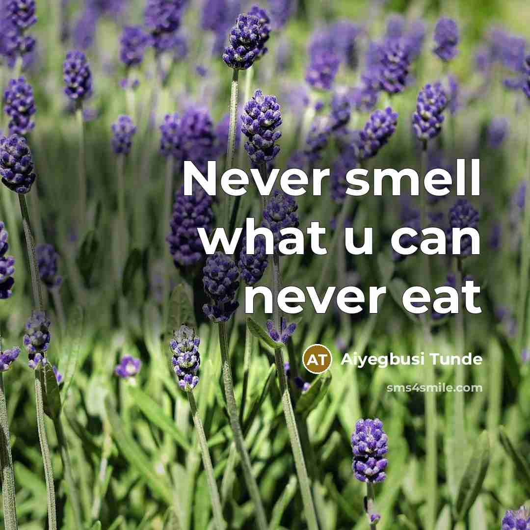 “Never smell what u can never eat” quote by Aiyegbusi Tunde
