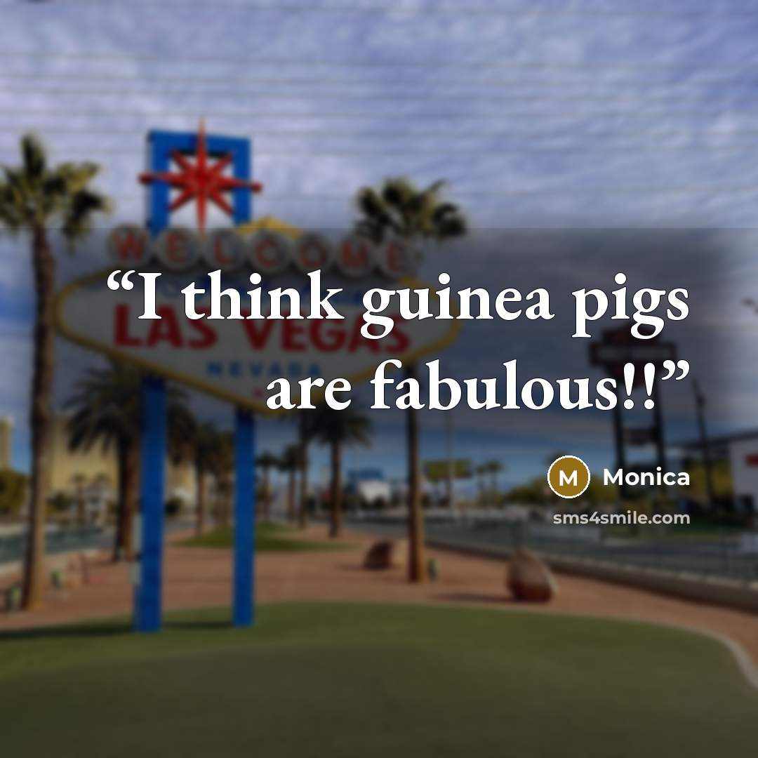 “I think guinea pigs are fabulous!!” quote by Monica
