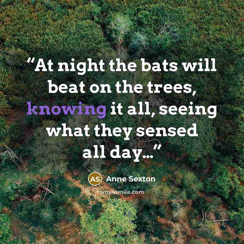 “At night the bats will beat on the trees, knowing it all, seeing what they sensed all day…” quote by Anne Sexton