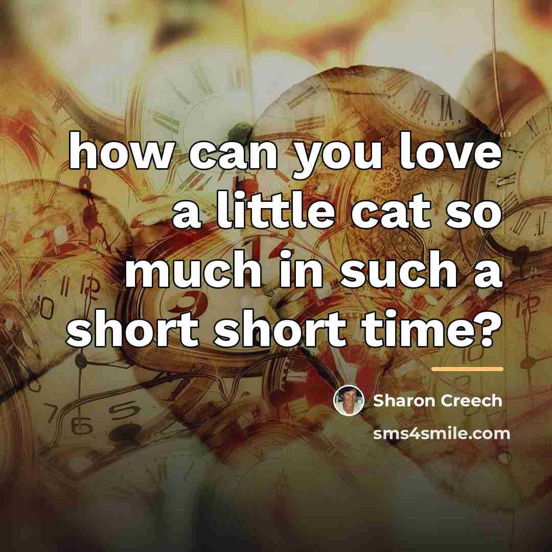 “how can you love a little cat so much in…” quote by Sharon Creech