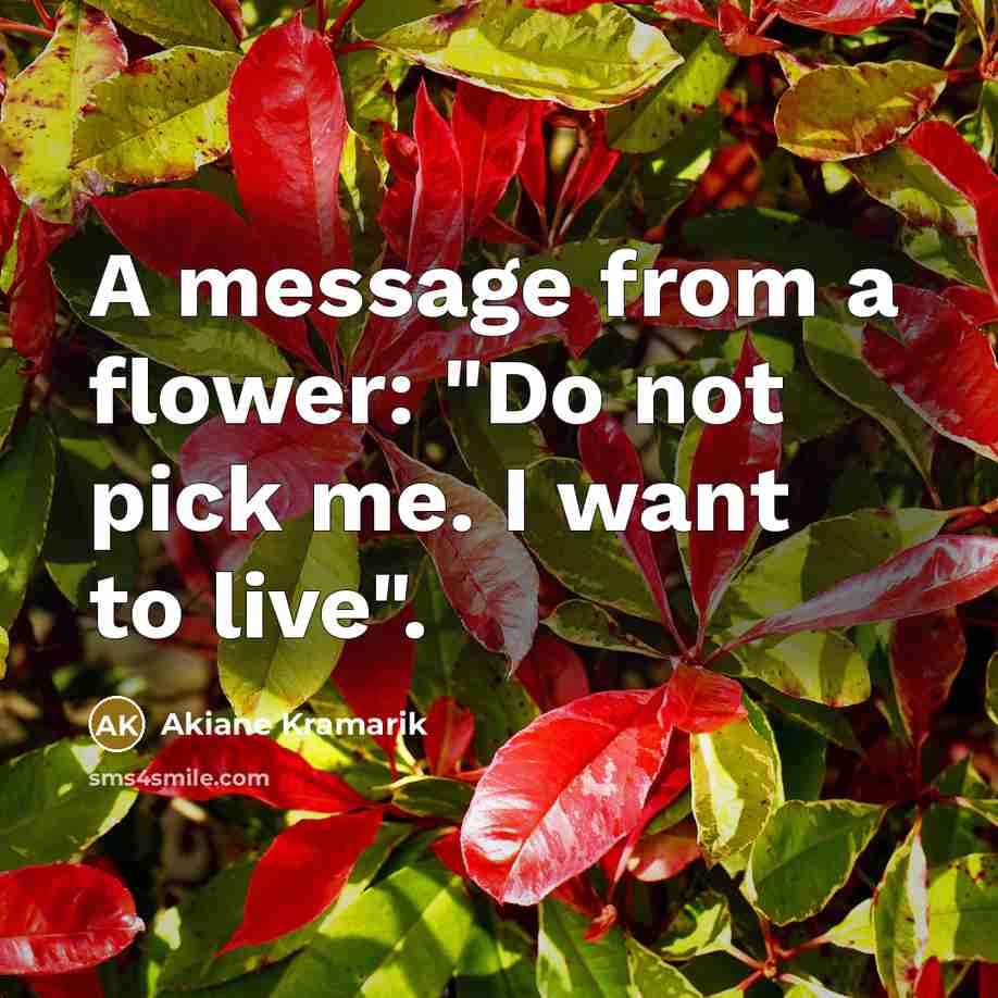 “A message from a flower: "Do not pick me. I…” quote by Akiane Kramarik