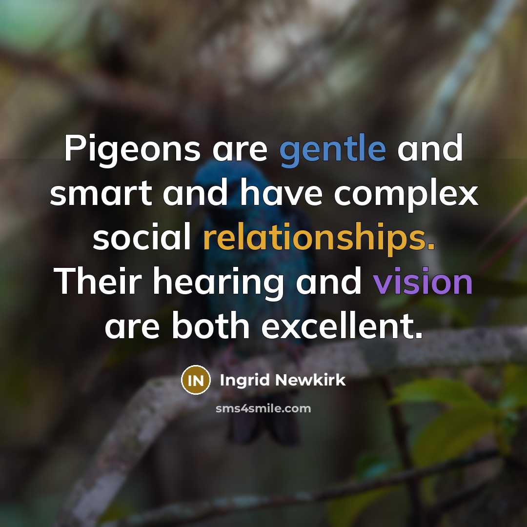 “Pigeons are gentle and smart and have complex social relationships. Their hearing and vision are both excellent.” quote by Ingrid Newkirk