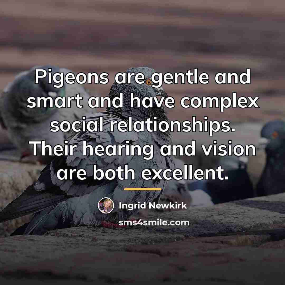 “Pigeons are gentle and smart and have complex social relationships.…” quote by Ingrid Newkirk