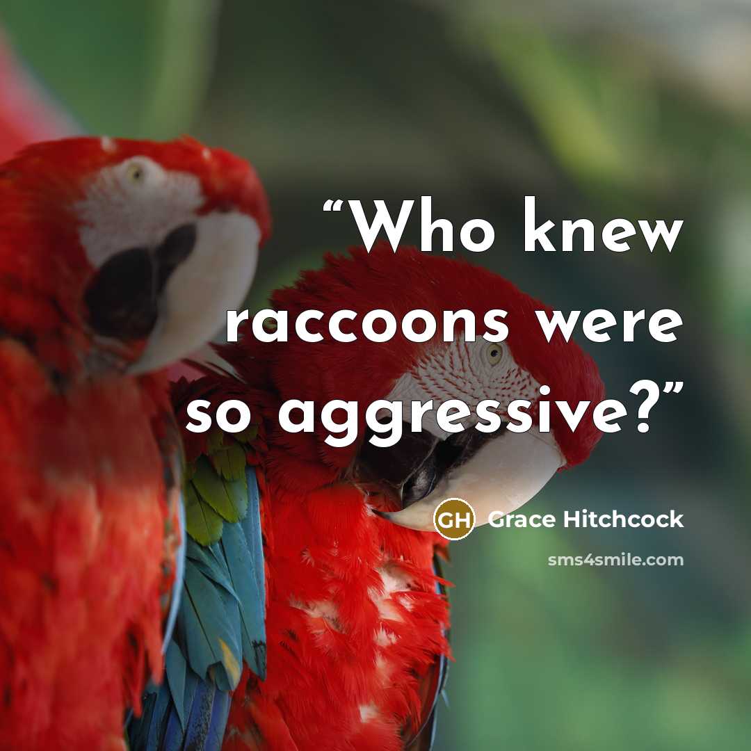 “Who knew raccoons were so aggressive?” quote by Grace Hitchcock