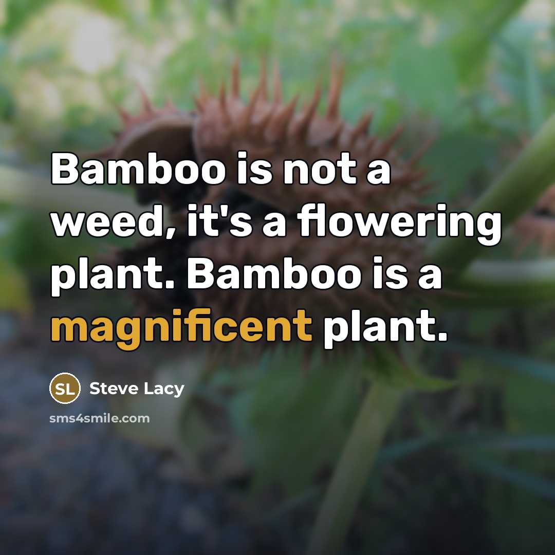“Bamboo is not a weed, it's a flowering plant. Bamboo…” quote by Steve Lacy