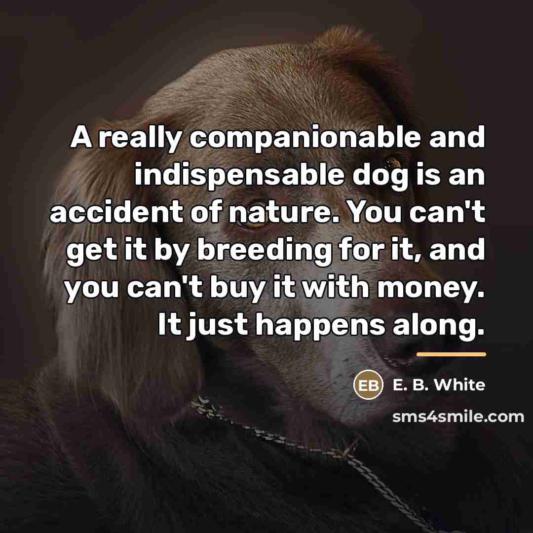 “A really companionable and indispensable dog is an accident of…” quote by E. B. White