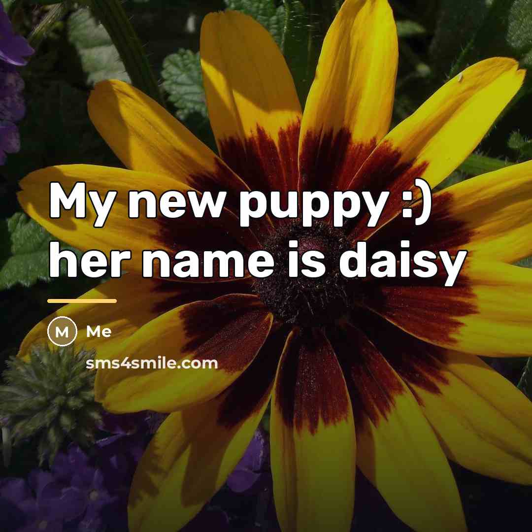 “My new puppy :) her name is daisy…” quote by Me