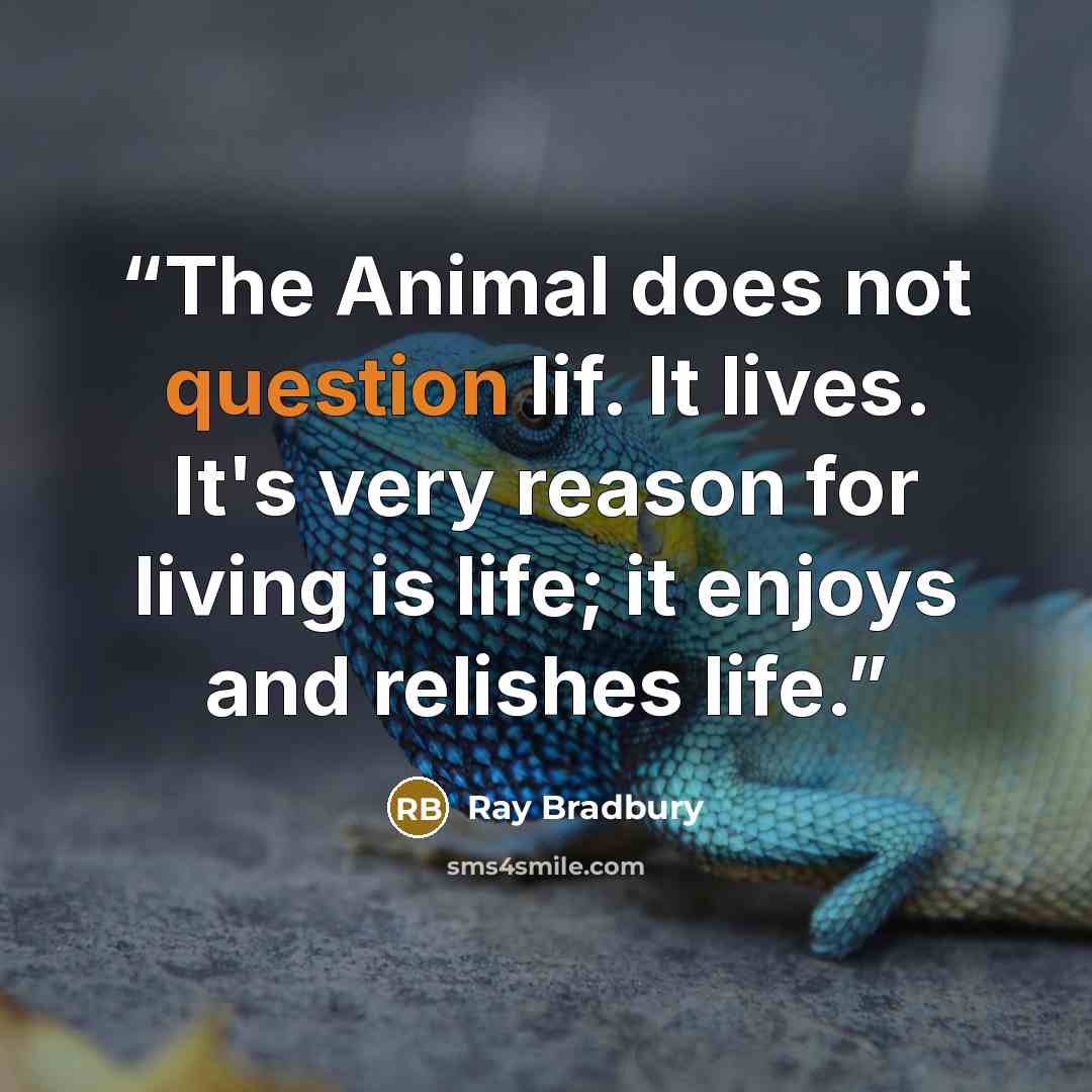 “The Animal does not question lif. It lives. It's very reason for living is life; it enjoys and relishes life.” quote by Ray Bradbury