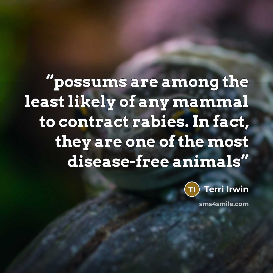 “possums are among the least likely of any mammal to contract rabies. In fact, they are one of the most disease-free animals” quote by Terri Irwin