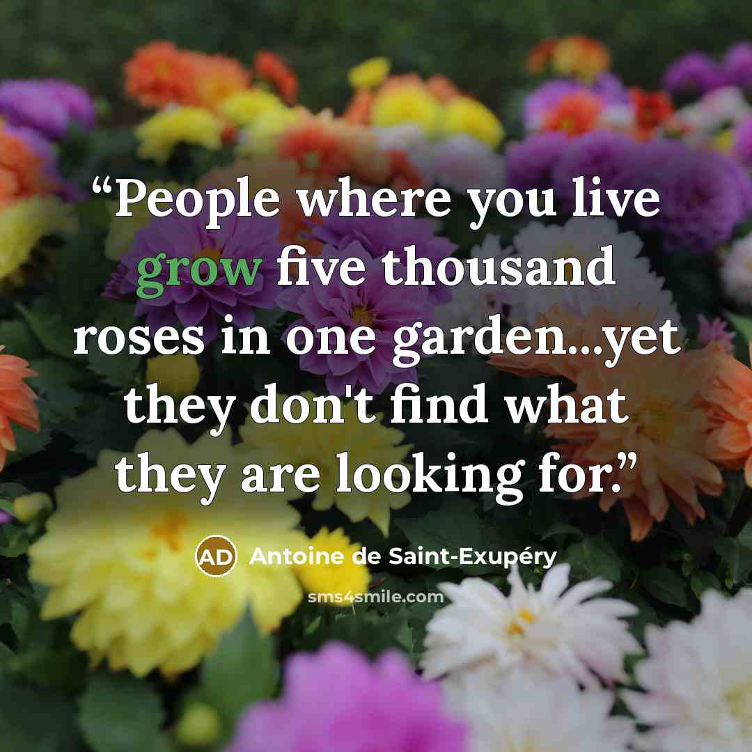 “People where you live grow five thousand roses in one garden...yet they don't find what they are looking for.” quote by Antoine de Saint-Exupéry