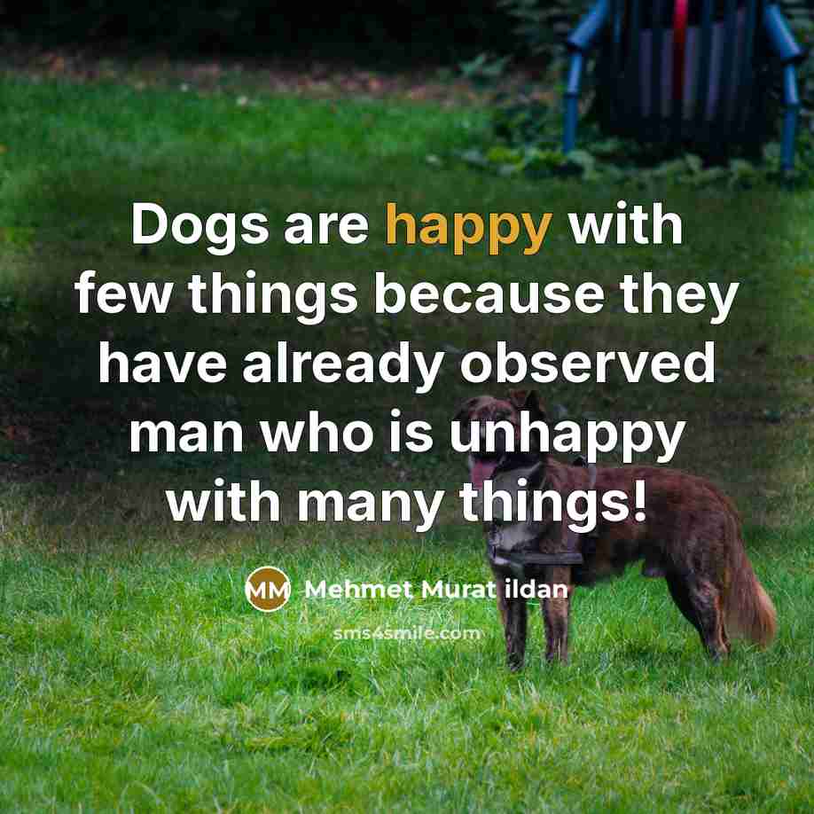 “Dogs are happy with few things because they have already…” quote by Mehmet Murat Ildan