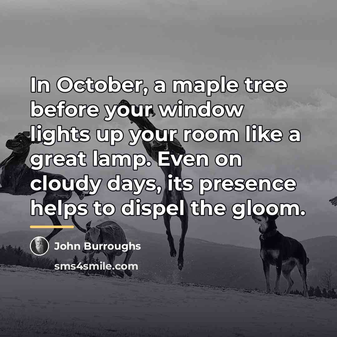 “In October, a maple tree before your window lights up…” quote by John Burroughs