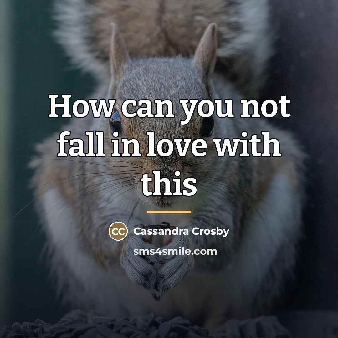“How can you not fall in love with this…” quote by Cassandra Crosby