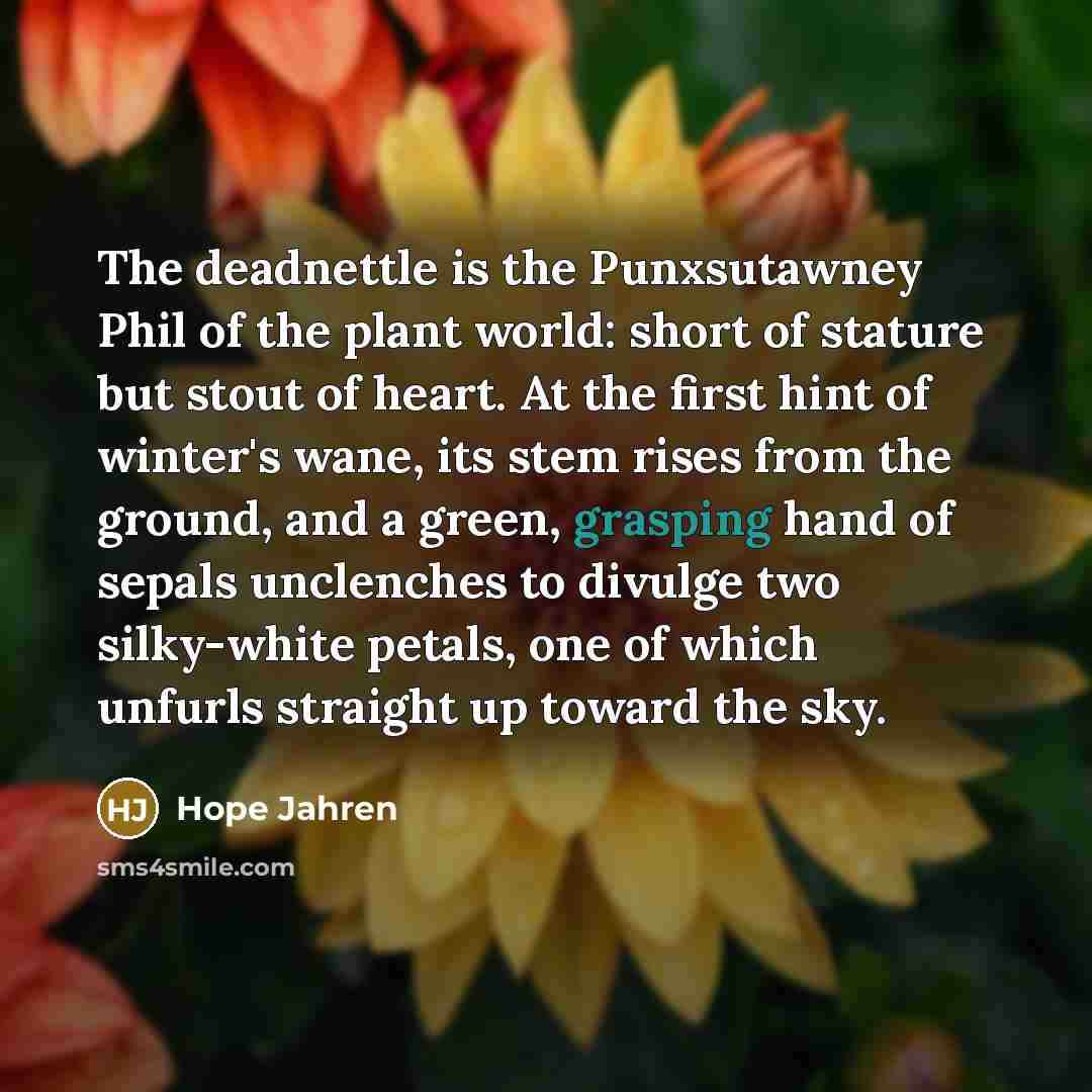 “The deadnettle is the Punxsutawney Phil of the plant world:…” quote by Hope Jahren