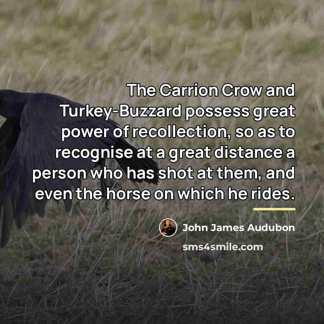 “The Carrion Crow and Turkey-Buzzard possess great power of recollection,…” quote by John James Audubon