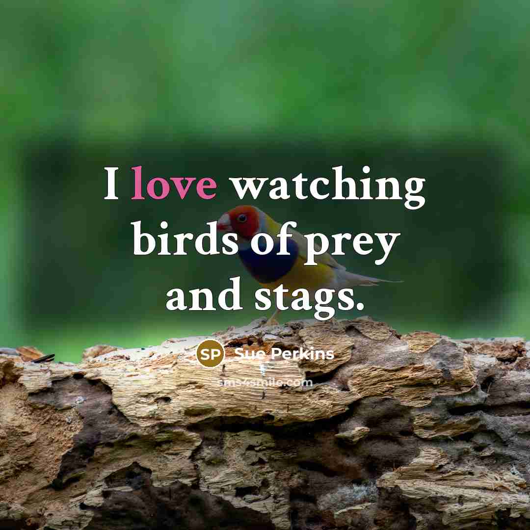 “I love watching birds of prey and stags.…” quote by Sue Perkins