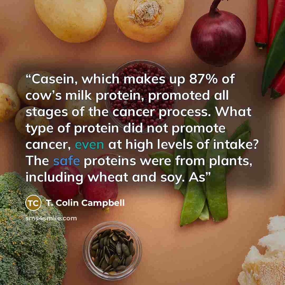 “Casein, which makes up 87% of cow’s milk protein, promoted all stages of the cancer process. What type of protein did not promote cancer, even at high levels of intake? The safe proteins were from plants, including wheat and soy. As” quote by T. Colin Campbell