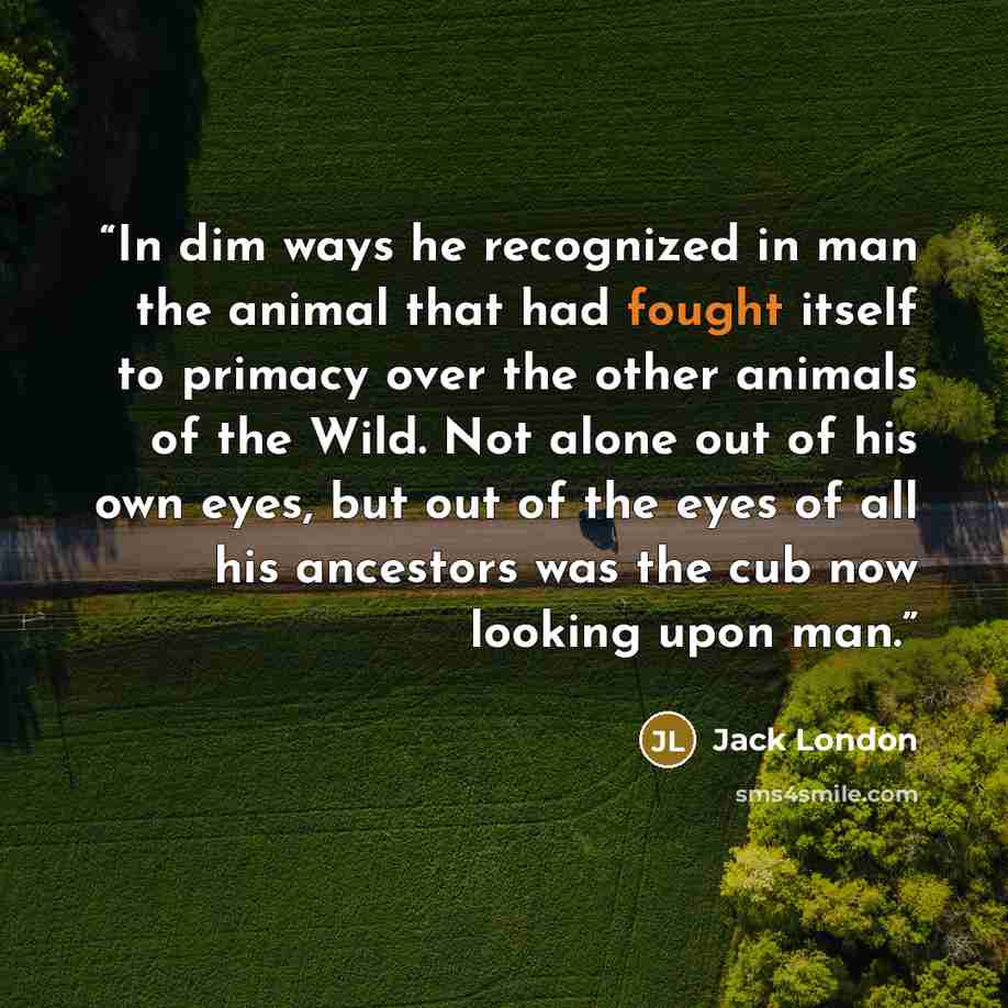 “In dim ways he recognized in man the animal that had fought itself to primacy over the other animals of the Wild. Not alone out of his own eyes, but out of the eyes of all his ancestors was the cub now looking upon man.” quote by Jack London