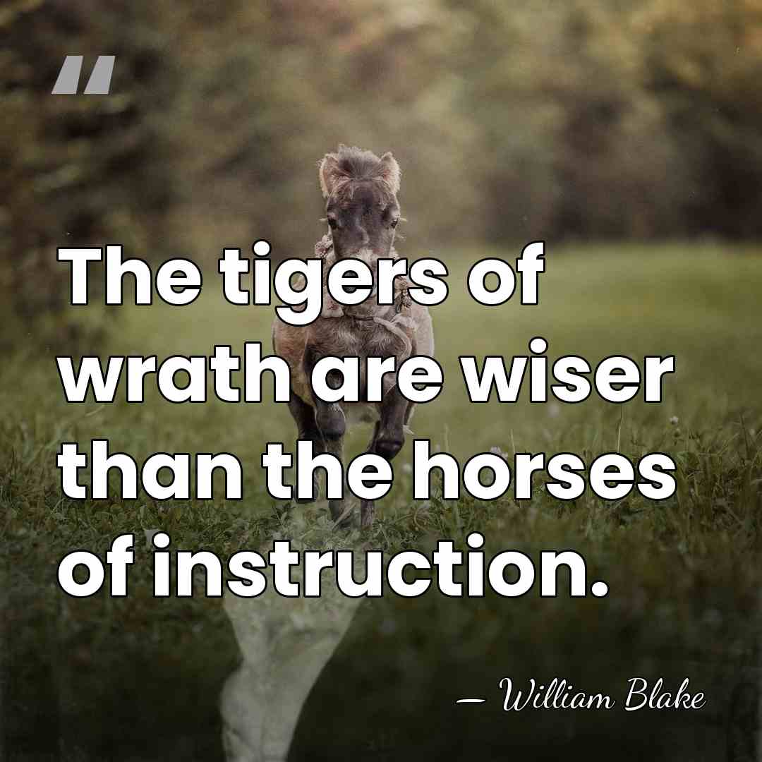 The tigers of wrath are wiser than the horses of instruction. - William Blake