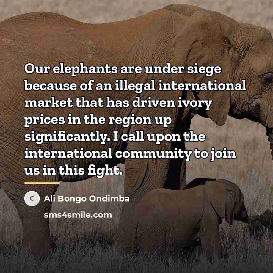 “Our elephants are under siege because of an illegal international…” quote by Ali Bongo Ondimba