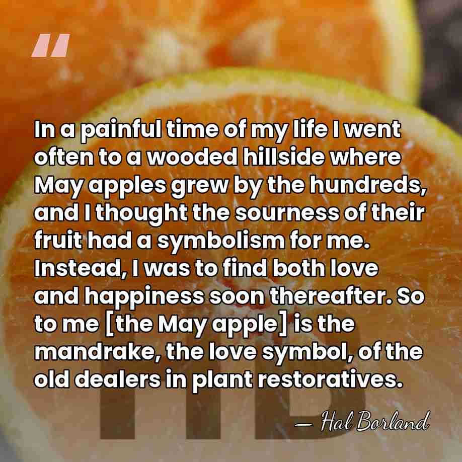 In a painful time of my life I went often to a&hellip; - Hal Borland