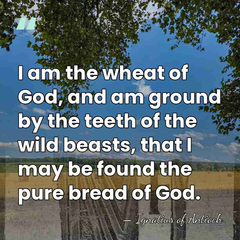 I am the wheat of God, and am ground by the teeth&hellip; - Ignatius of Antioch