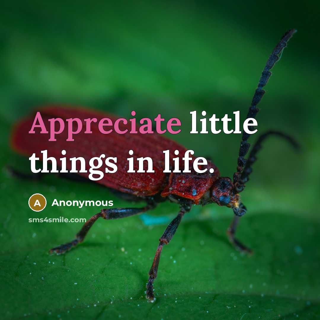 “Appreciate little things in life.…” quote by Anonymous