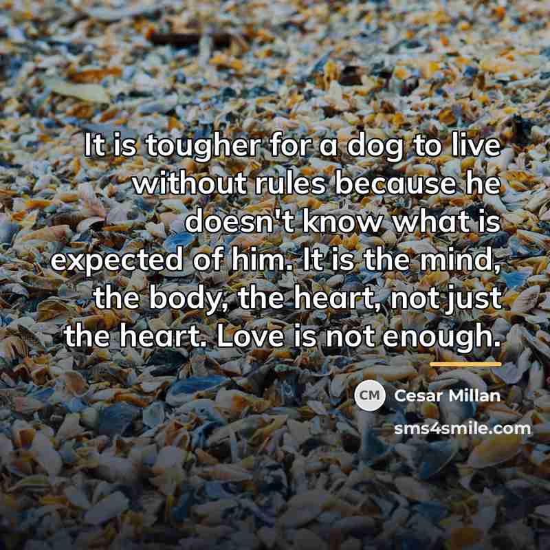 “It is tougher for a dog to live without rules…” quote by Cesar Millan