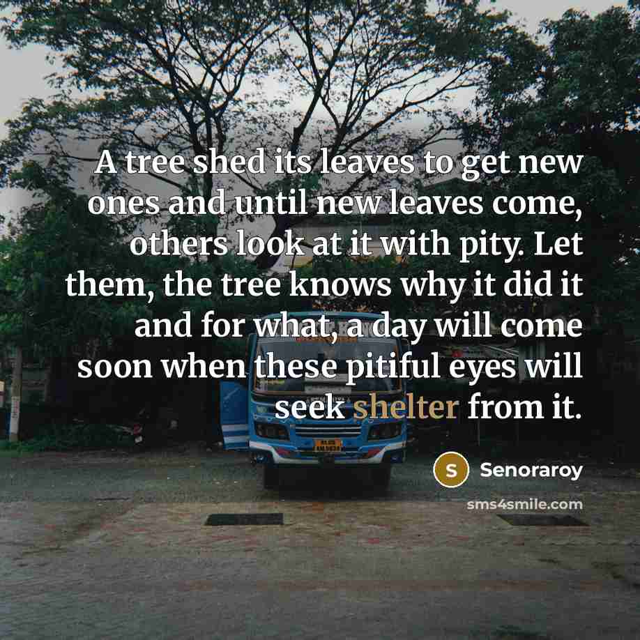 “A tree shed its leaves to get new ones and until new leaves come, others look at it with pity. Let them, the tree knows why it did it and for what, a day will come soon when these pitiful eyes will seek shelter from it.” quote by Senoraroy