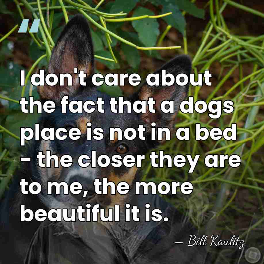 I don't care about the fact that a dogs place is not&hellip; - Bill Kaulitz