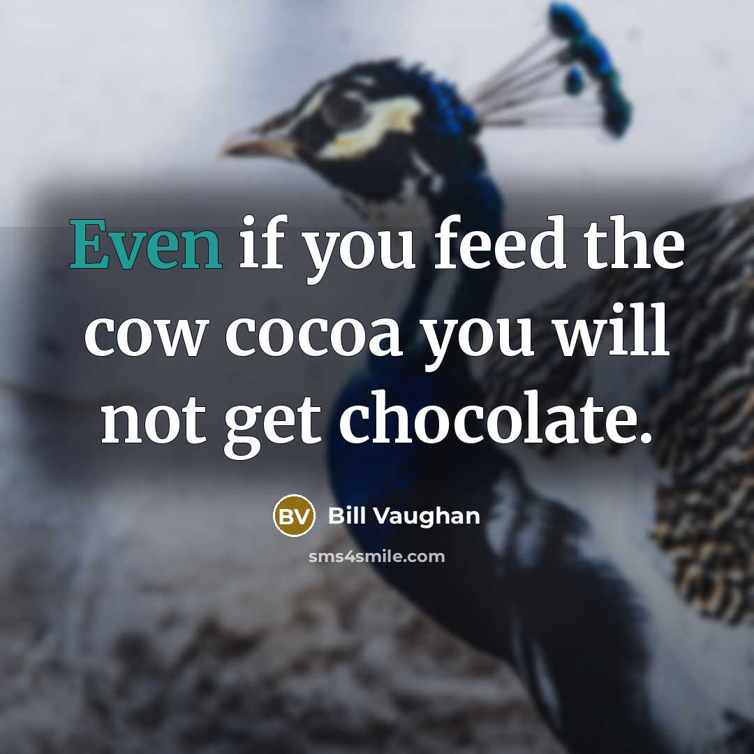 “Even if you feed the cow cocoa you will not…” quote by Bill Vaughan