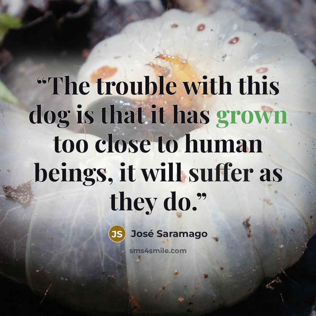 “The trouble with this dog is that it has grown too close to human beings, it will suffer as they do.” quote by José Saramago