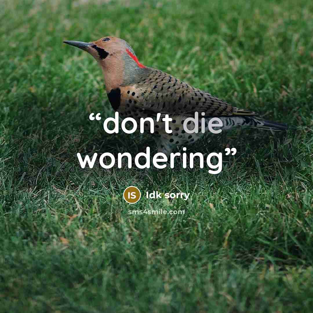 “don't die wondering” quote by Idk sorry