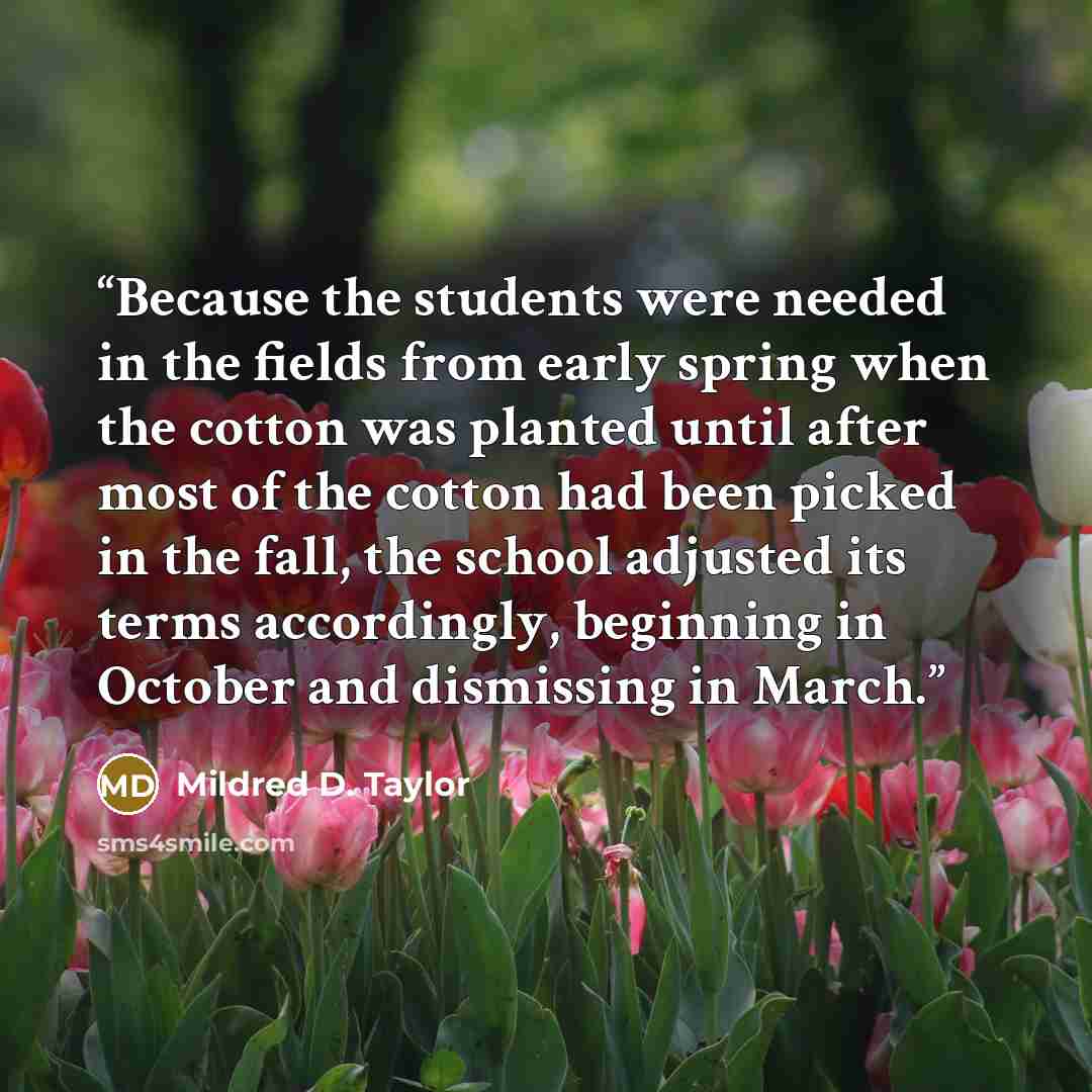 “Because the students were needed in the fields from early spring when the cotton was planted until after most of the cotton had been picked in the fall, the school adjusted its terms accordingly, beginning in October and dismissing in March.” quote by Mildred D. Taylor