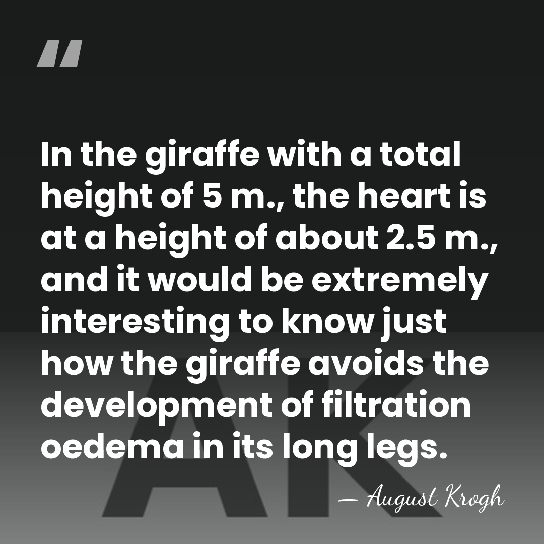 In the giraffe with a total height of 5 m., the heart&hellip; - August Krogh