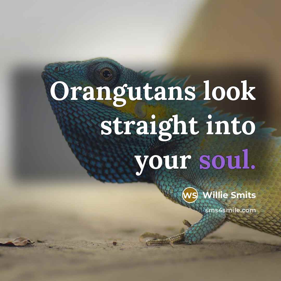“Orangutans look straight into your soul.” quote by Willie Smits