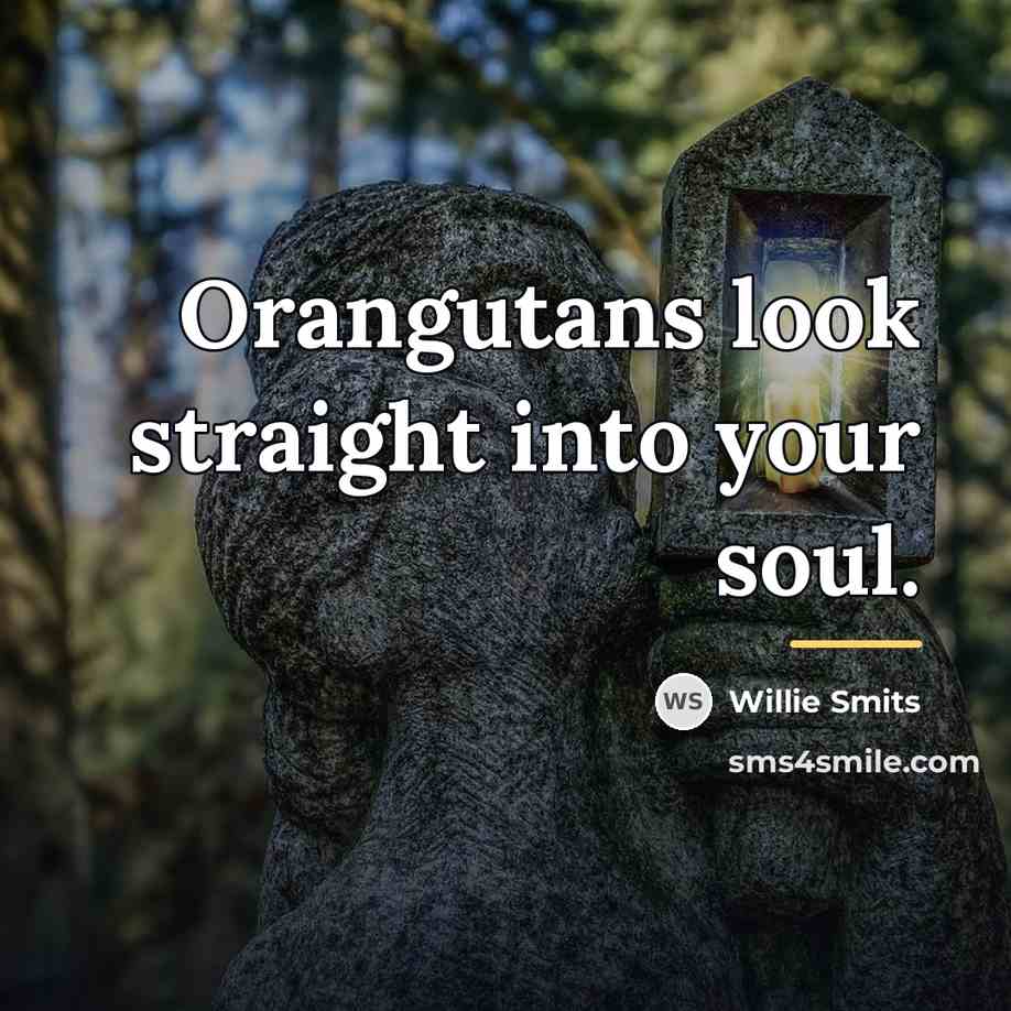 “Orangutans look straight into your soul.…” quote by Willie Smits