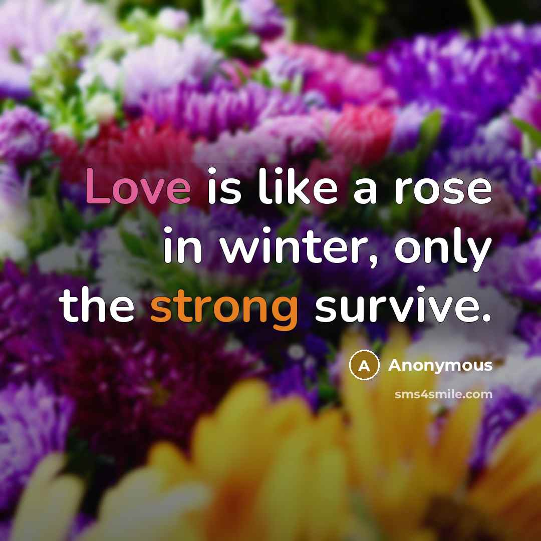 “Love is like a rose in winter, only the strong…” quote by Anonymous