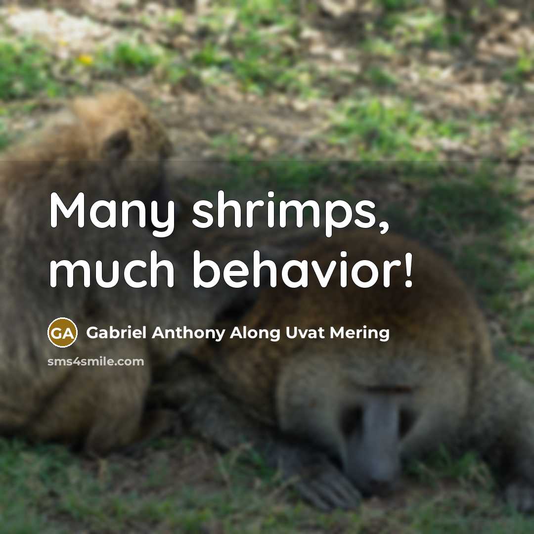 “Many shrimps, much behavior!” quote by Gabriel Anthony Along Uvat Mering