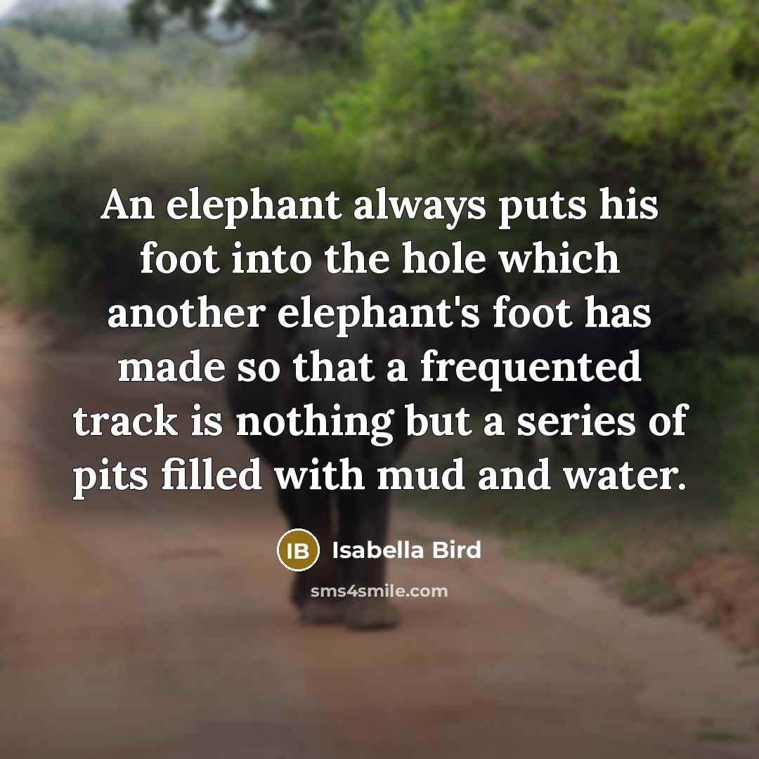 “An elephant always puts his foot into the hole which…” quote by Isabella Bird
