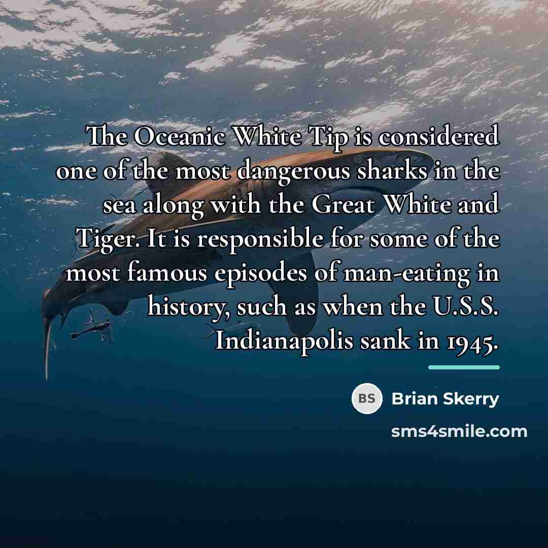 “The Oceanic White Tip is considered one of the most…” quote by Brian Skerry