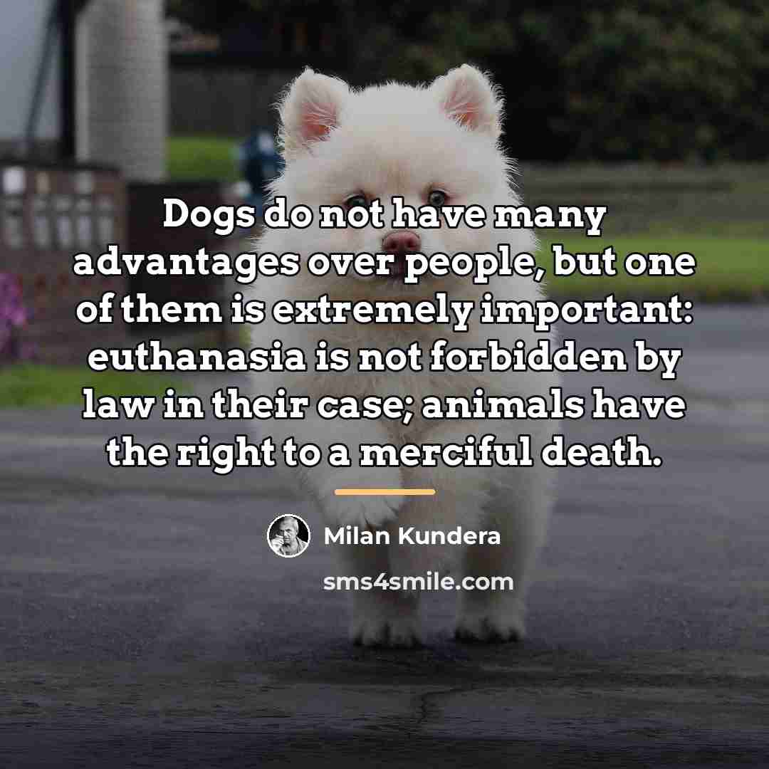 “Dogs do not have many advantages over people, but one…” quote by Milan Kundera