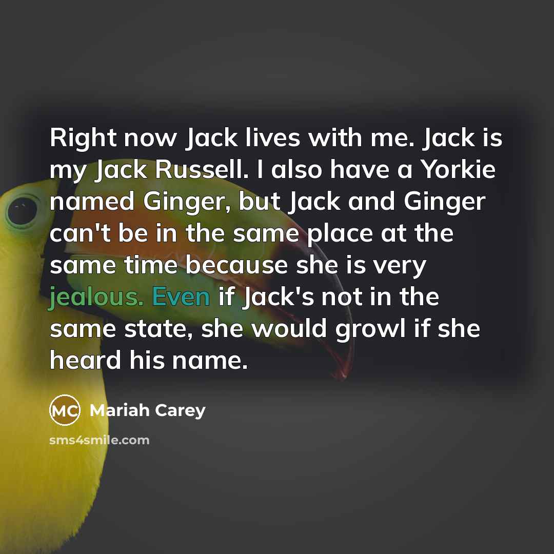 “Right now Jack lives with me. Jack is my Jack Russell. I also have a Yorkie named Ginger, but Jack and Ginger can't be in the same place at the same time because she is very jealous. Even if Jack's not in the same state, she would growl if she heard his name.” quote by Mariah Carey