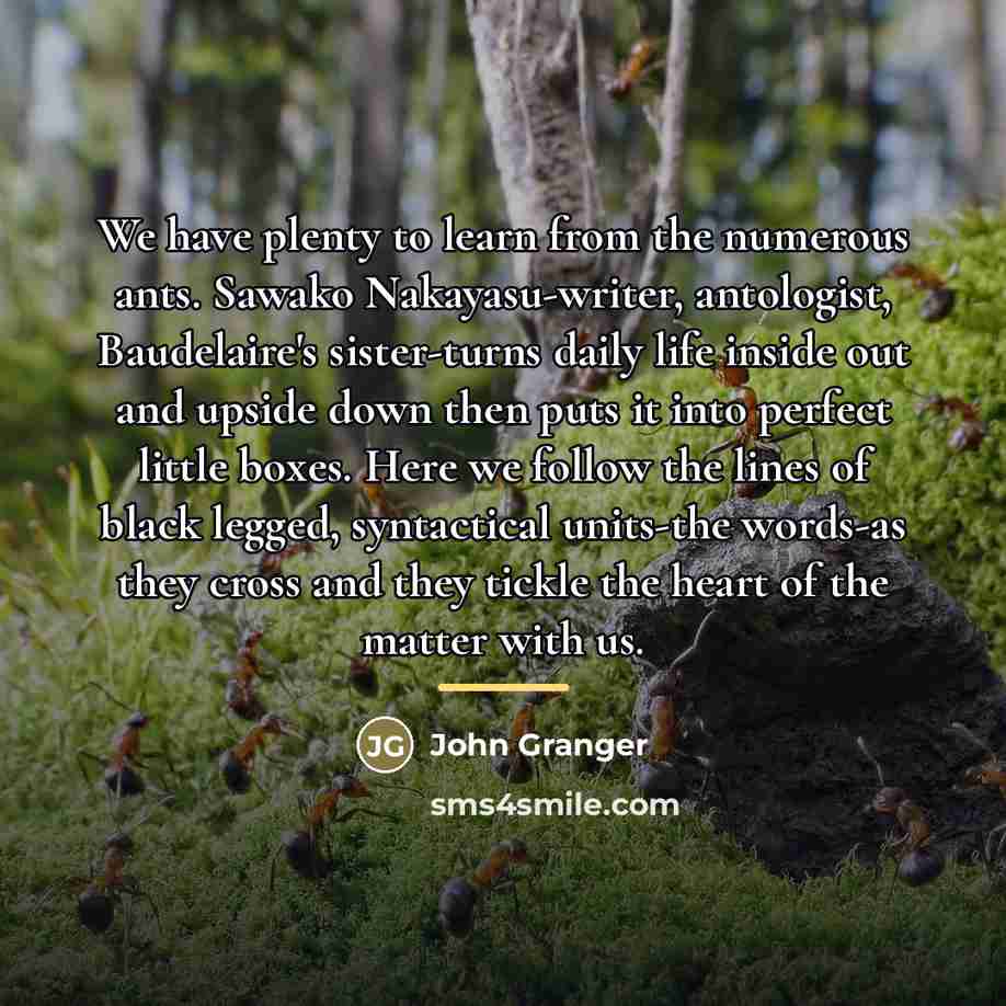 “We have plenty to learn from the numerous ants. Sawako…” quote by John Granger