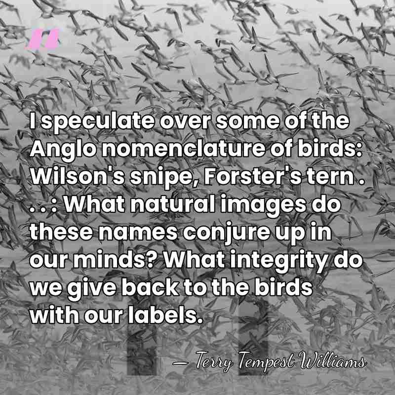 I speculate over some of the Anglo nomenclature of birds: Wilson's snipe,&hellip; - Terry Tempest Williams