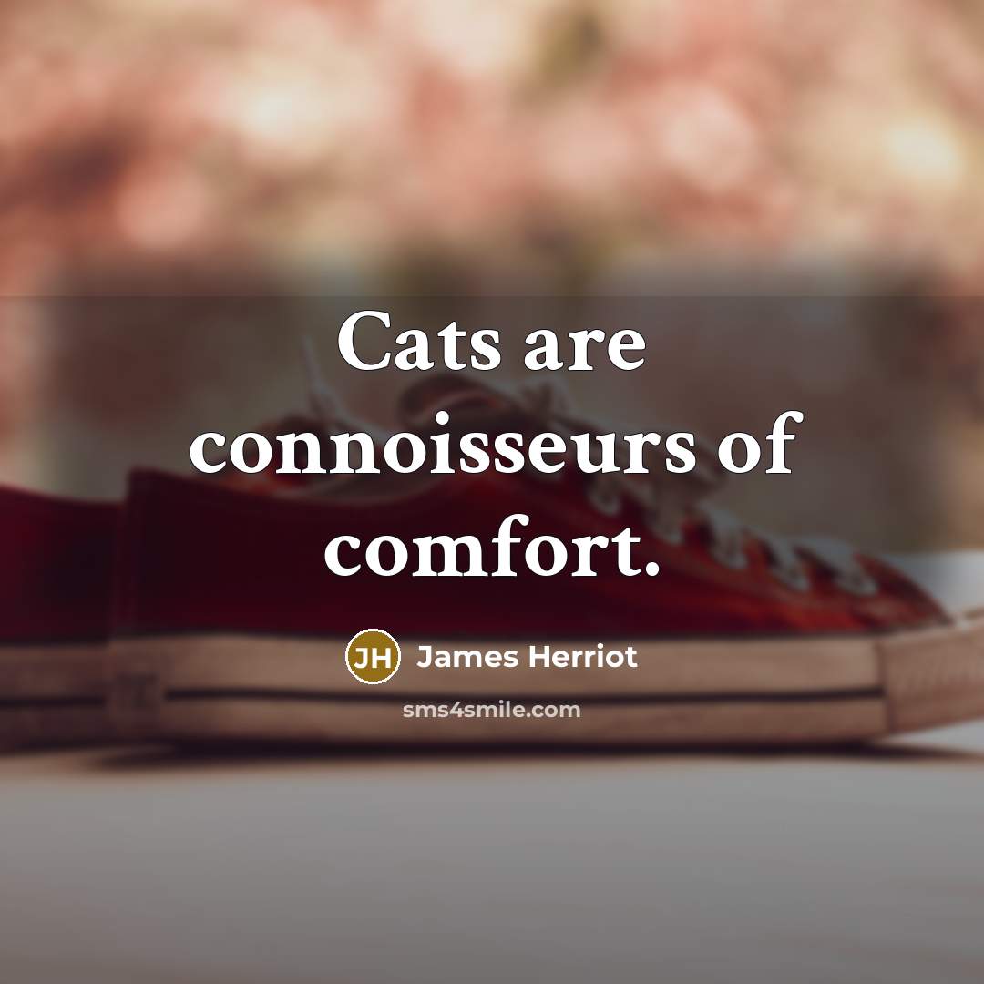 “Cats are connoisseurs of comfort.…” quote by James Herriot