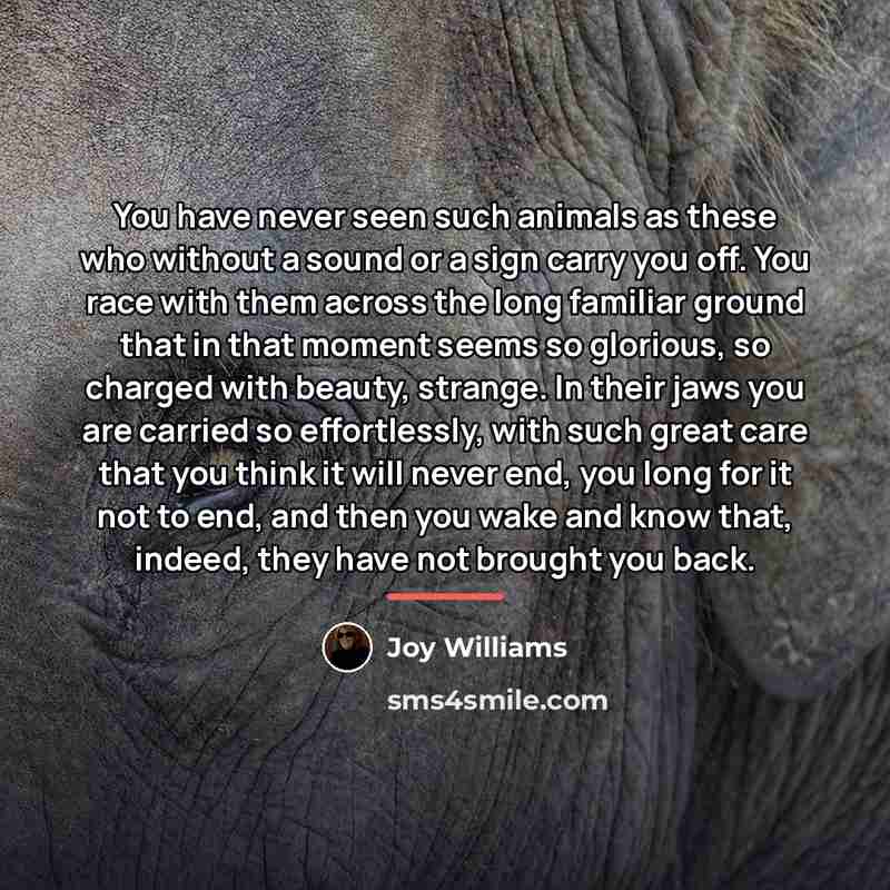 “You have never seen such animals as these who without…” quote by Joy Williams