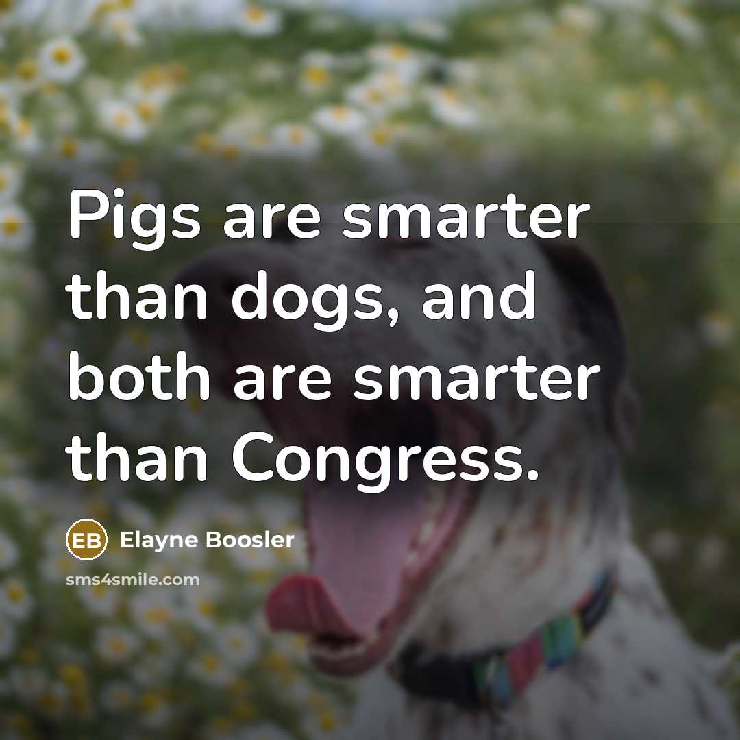 “Pigs are smarter than dogs, and both are smarter than…” quote by Elayne Boosler