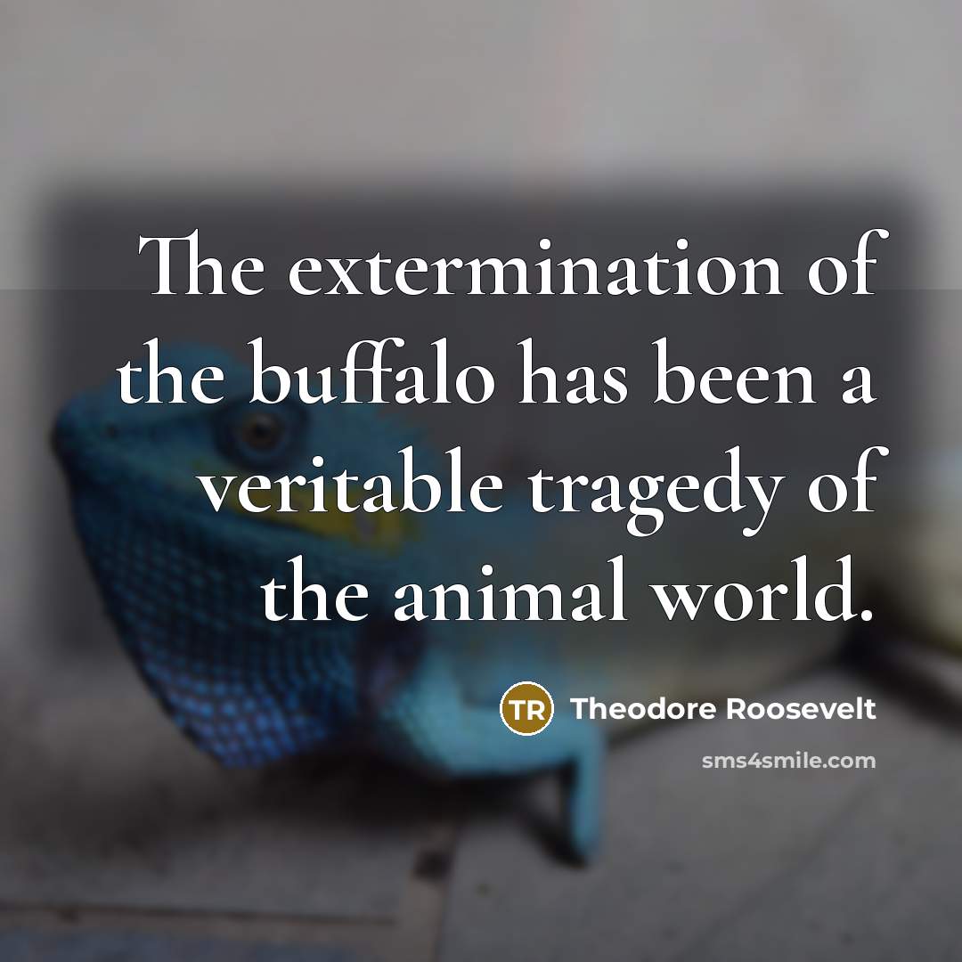 “The extermination of the buffalo has been a veritable tragedy…” quote by Theodore Roosevelt
